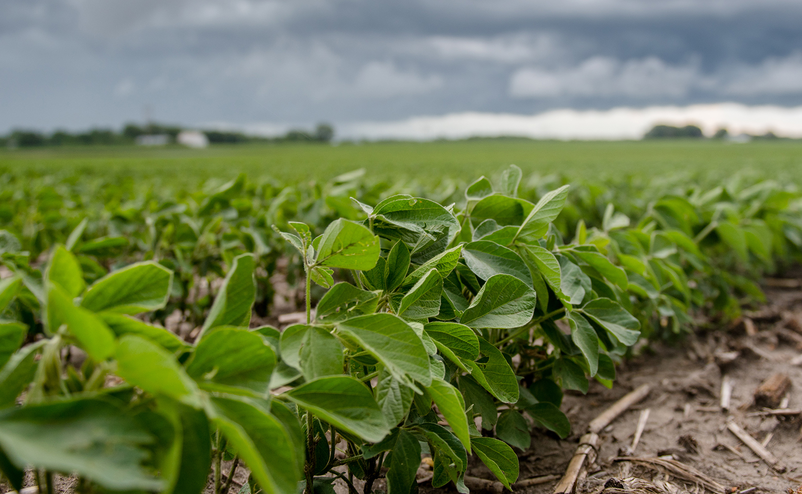 Closeup of a row of growing soybeans with dark clouds i
