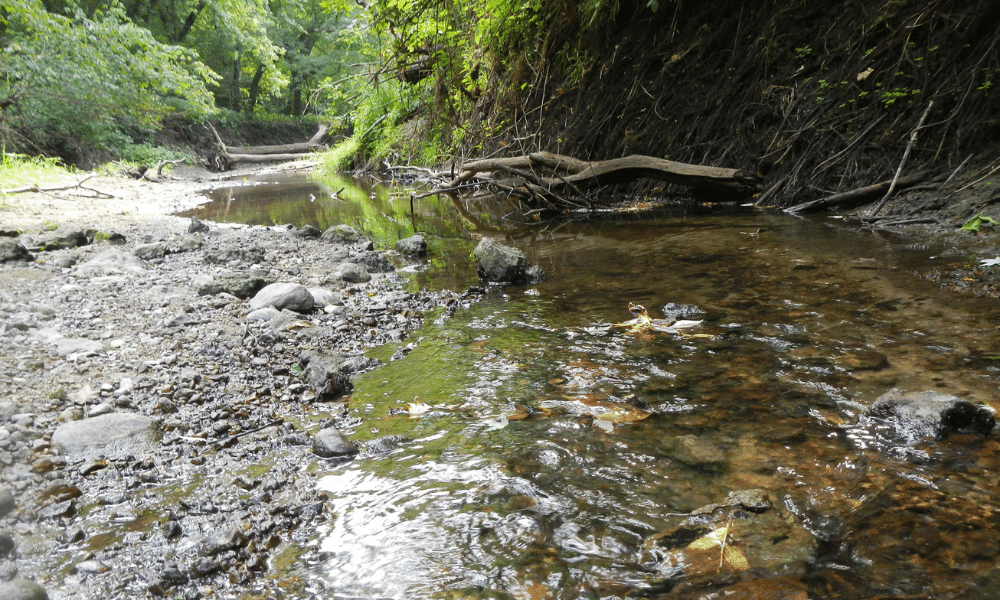 A stream flows in the woods.