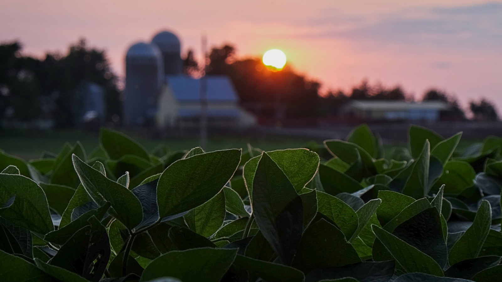 Sun sets over a soybean field with a farmstead in the b