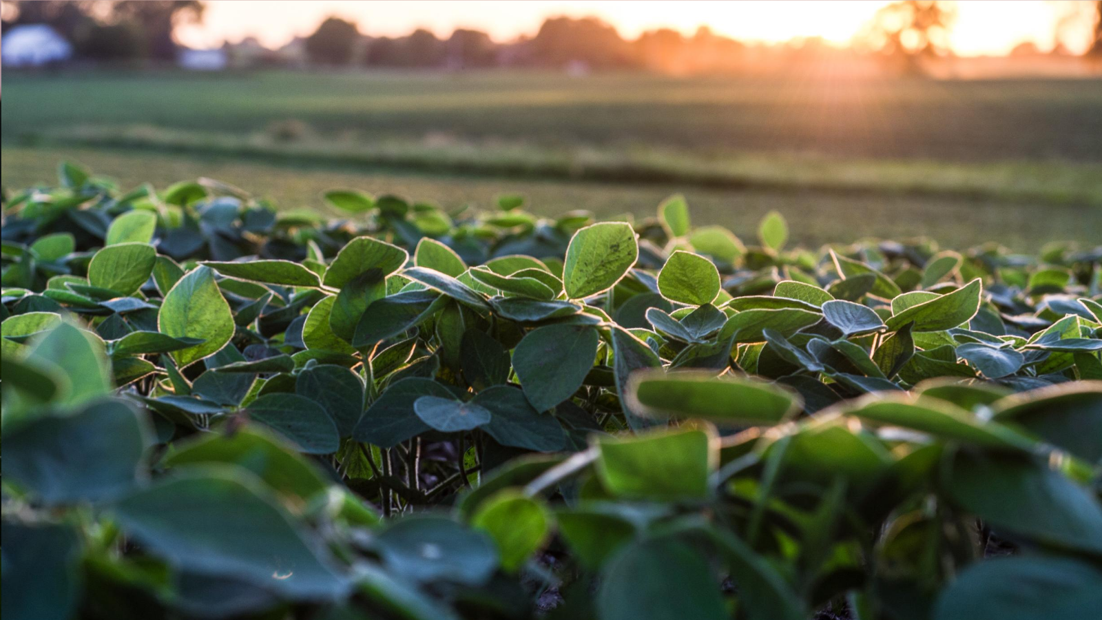 Sunrise over a soybean field.
