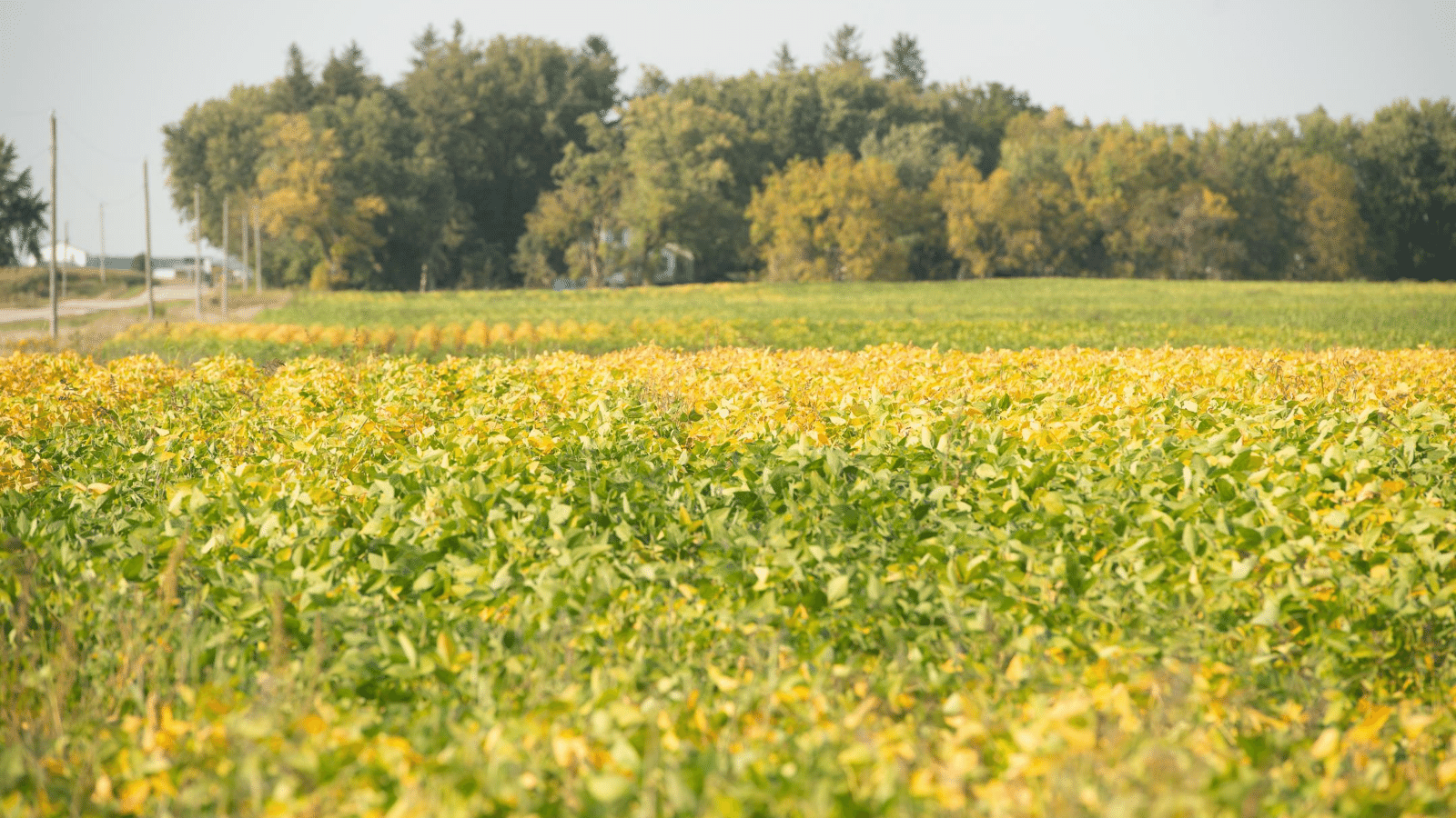 A soybean field grows in springtime.