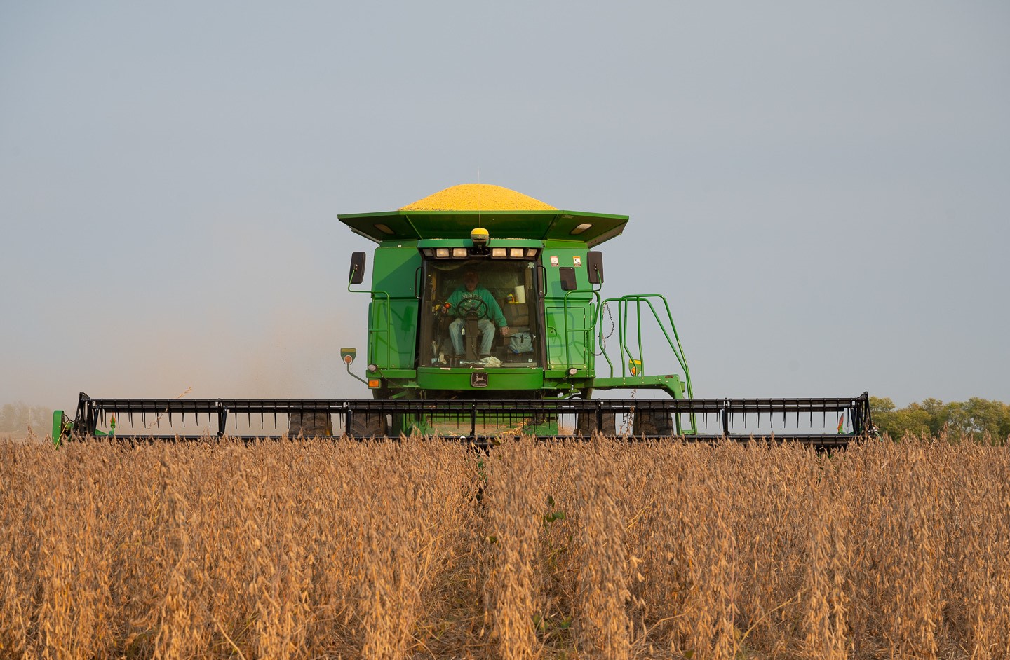 Randy Miller combines soybeans in his field.