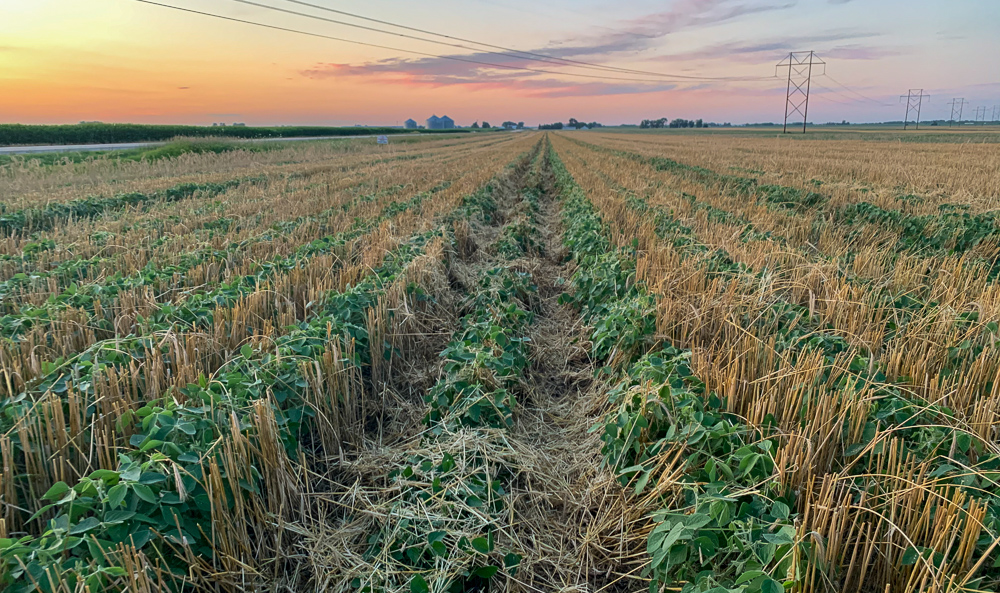 Research is underway on the benefits of relay cropping 