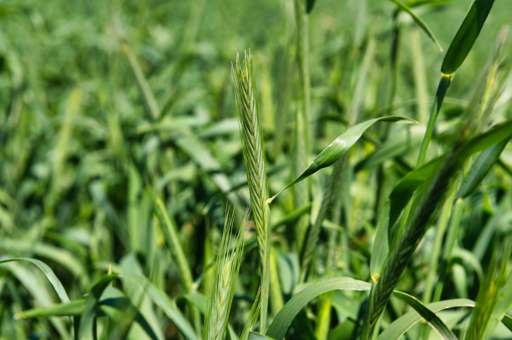 growing cover crops closeup