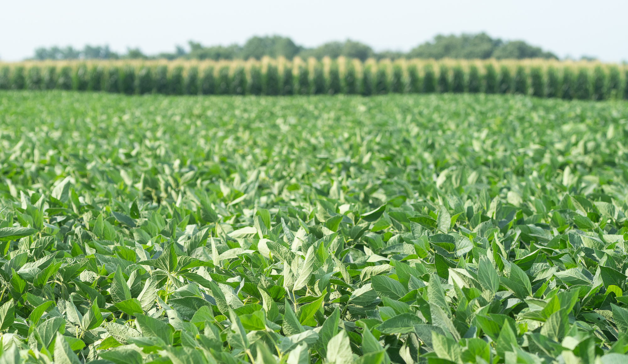 Rows of green soybean plants