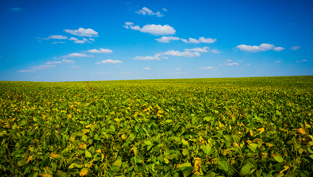Soybean checkoff projects discussed during Commodity Cl