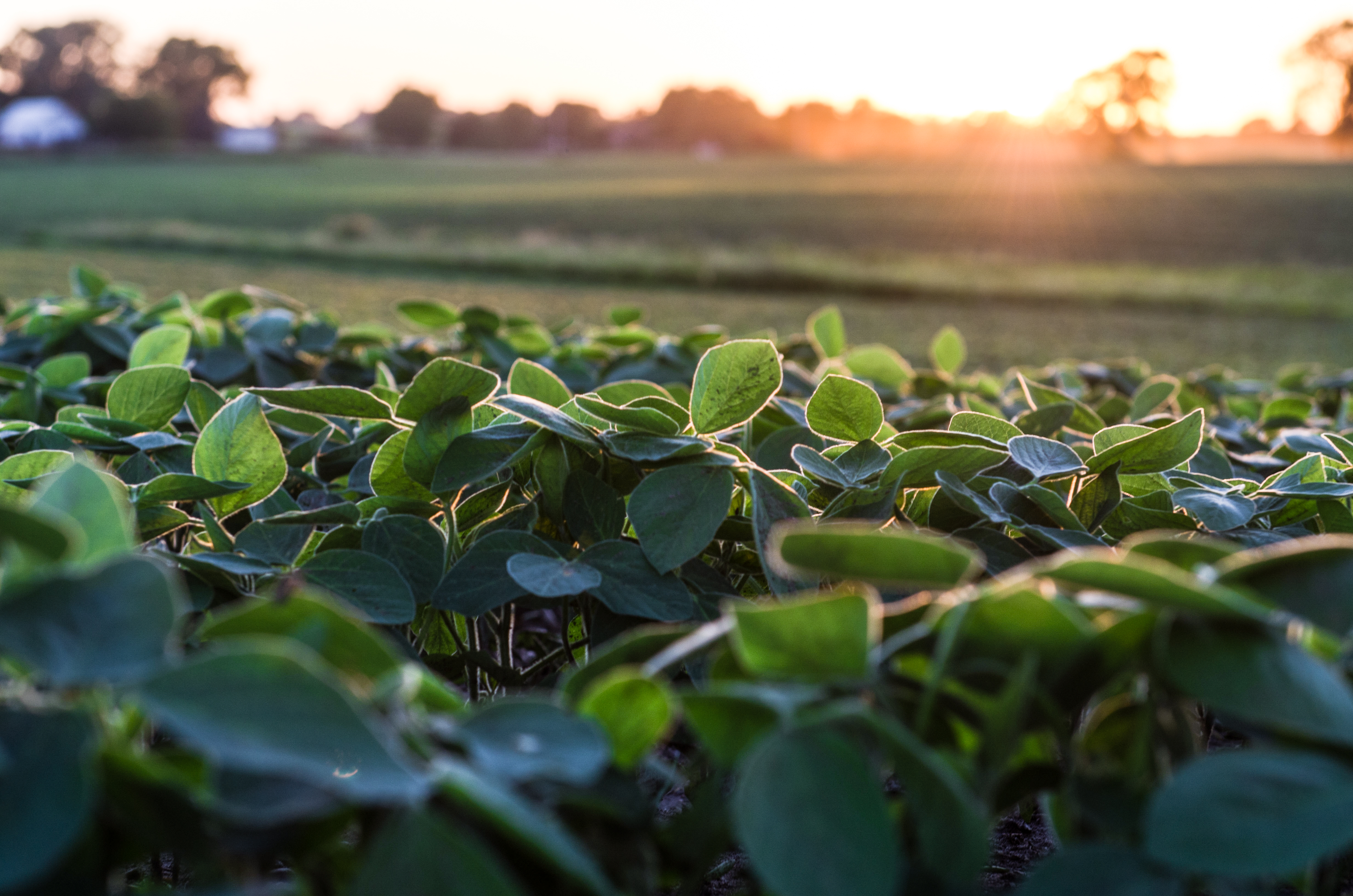 A field of soybeans at sunset