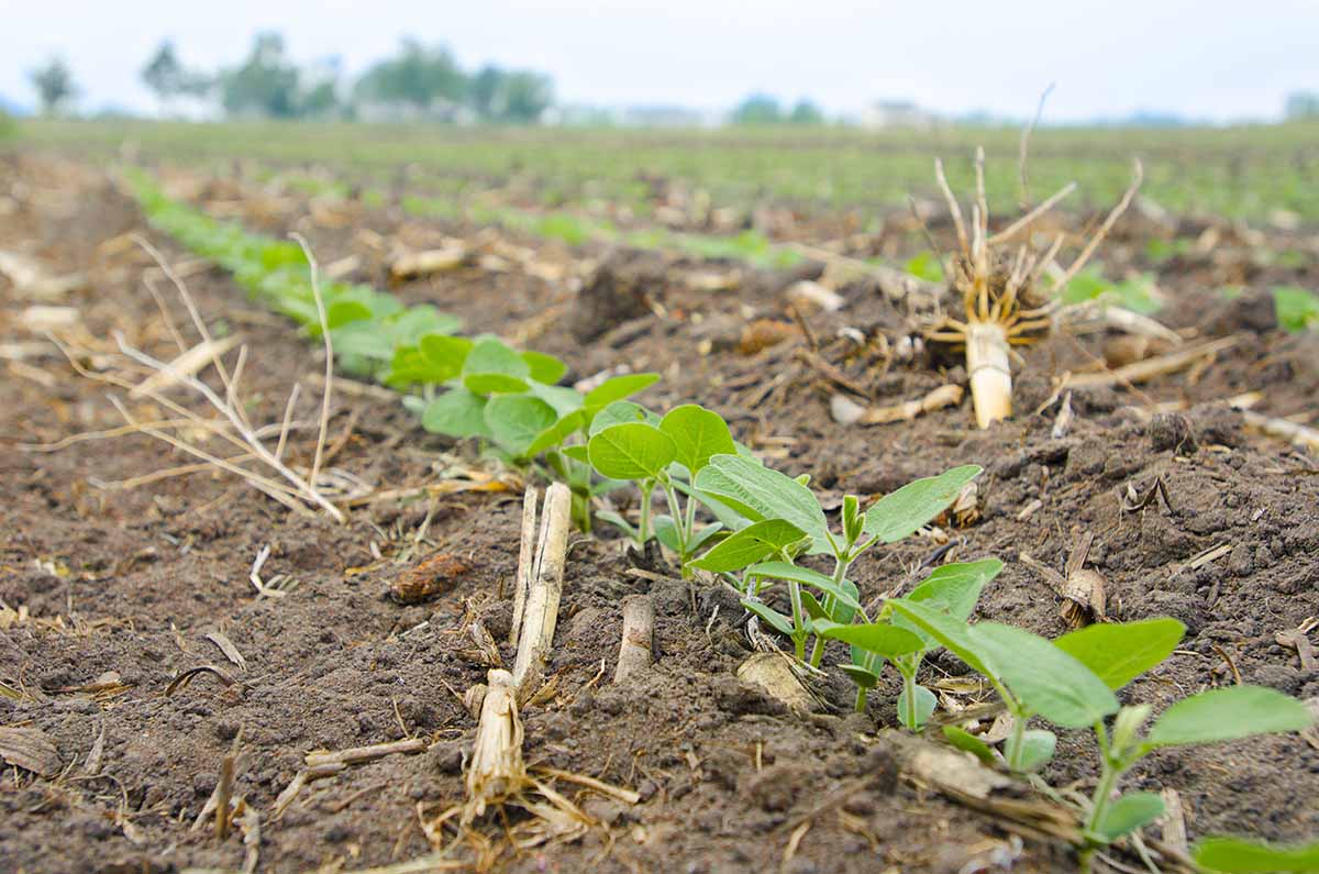 Soybean plants in a row in Iowa