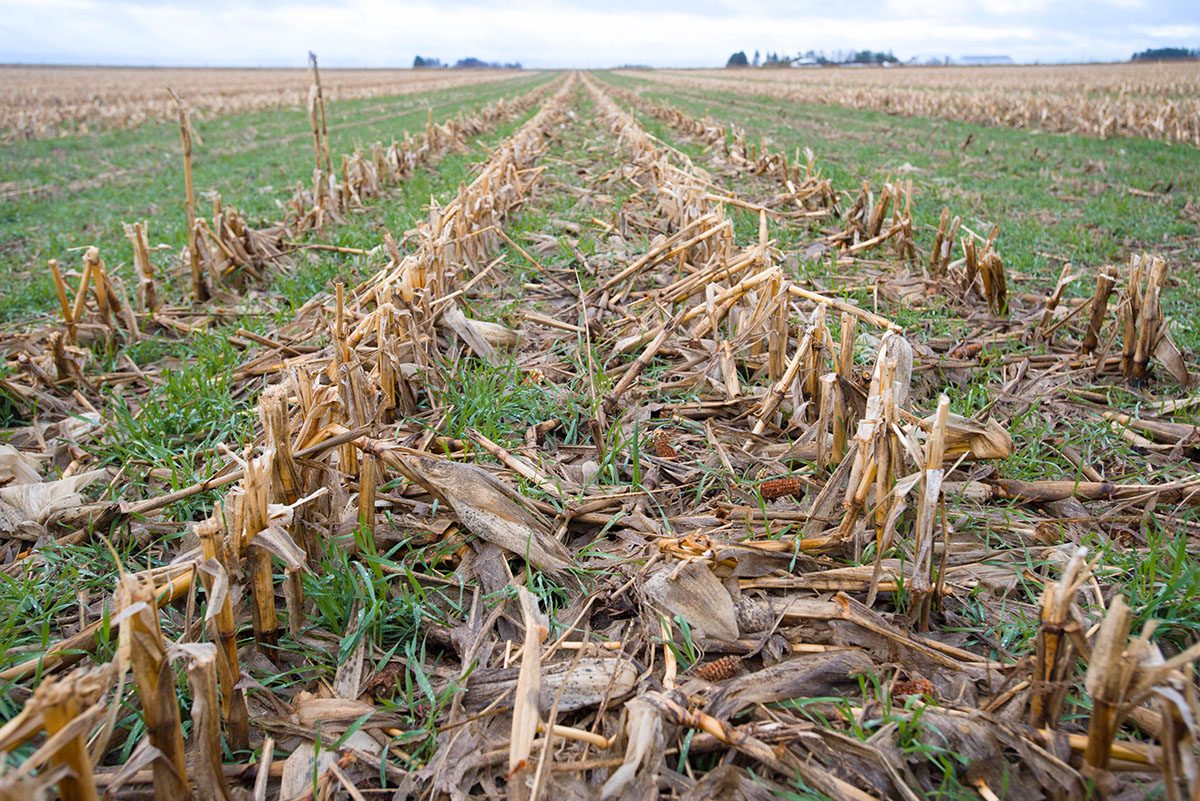 Cover crops in Iowa corn field
