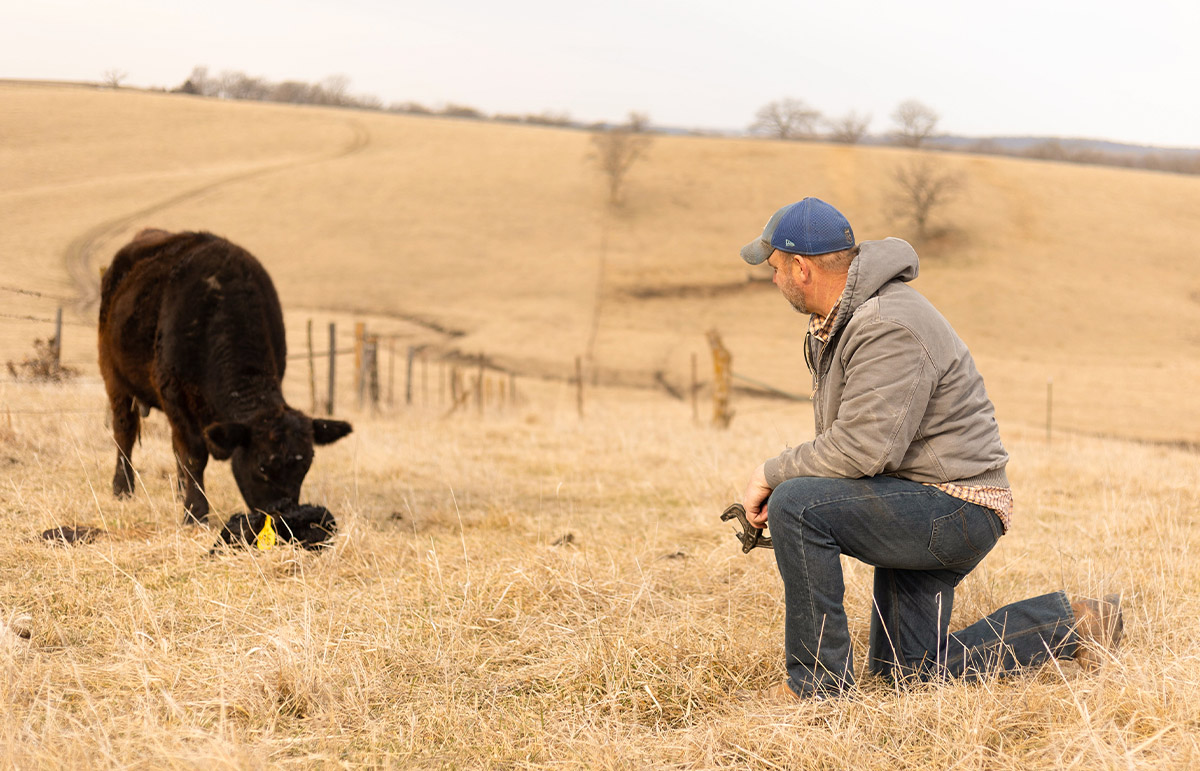 Iowa farmer with livestock