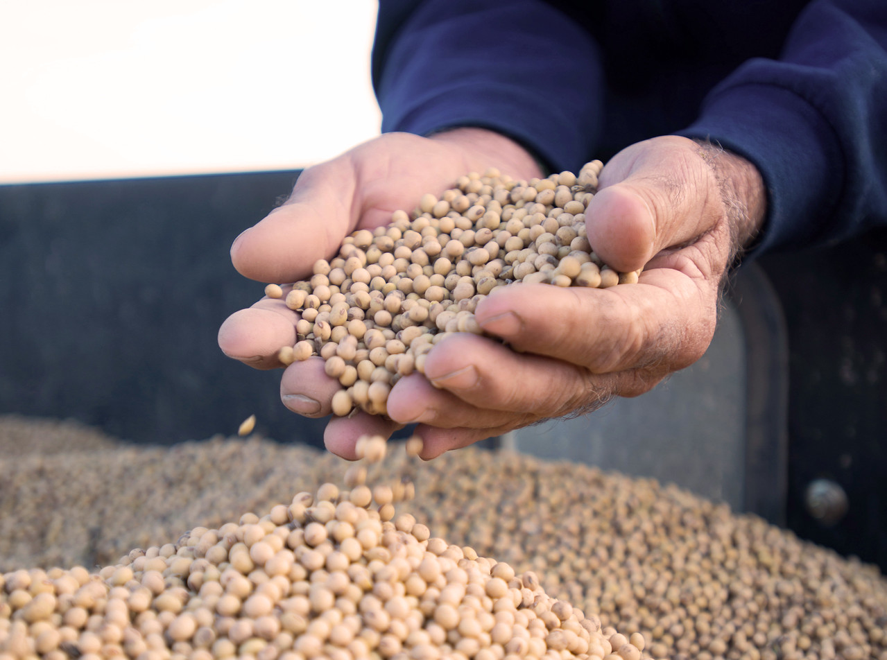 Soybean and product prices are all forecast lower for 2