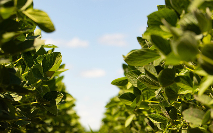 Soybean rows continue to grow in Iowa farm fields