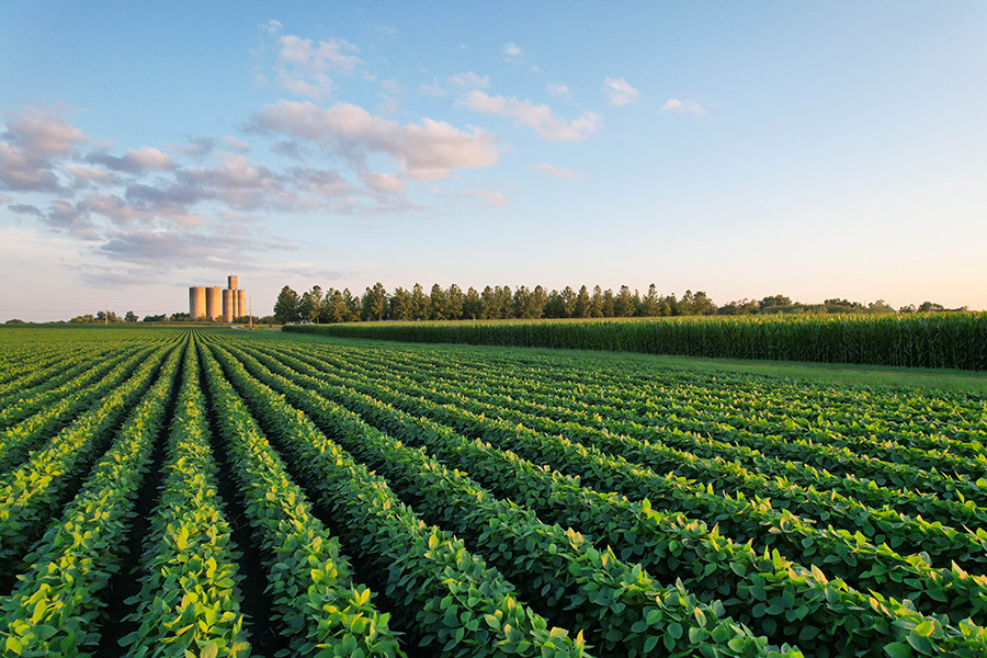 Soybeans grow in a field outside of Madrid, Iowa