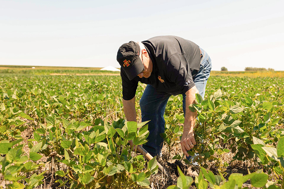 Greg Tylka in soybean field