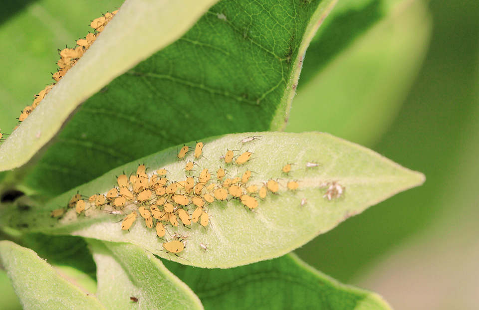 Soybean aphids on plant
