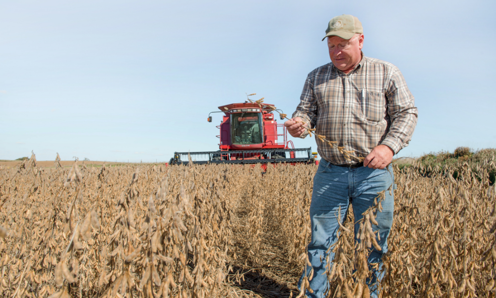 Bill Shipley stands in a soybean field during a past ha