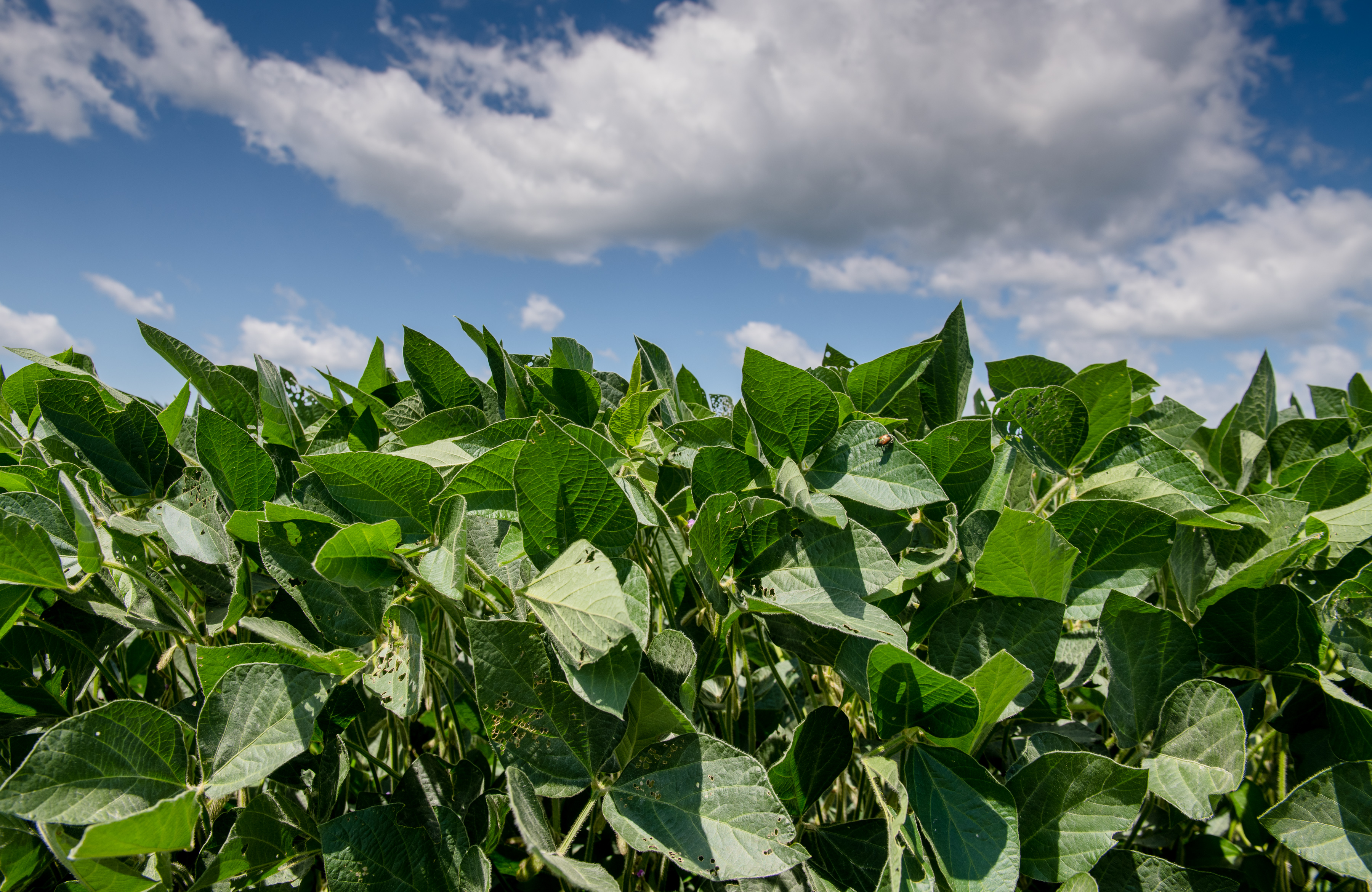 A close-up of soybean plants under a blue sky with some