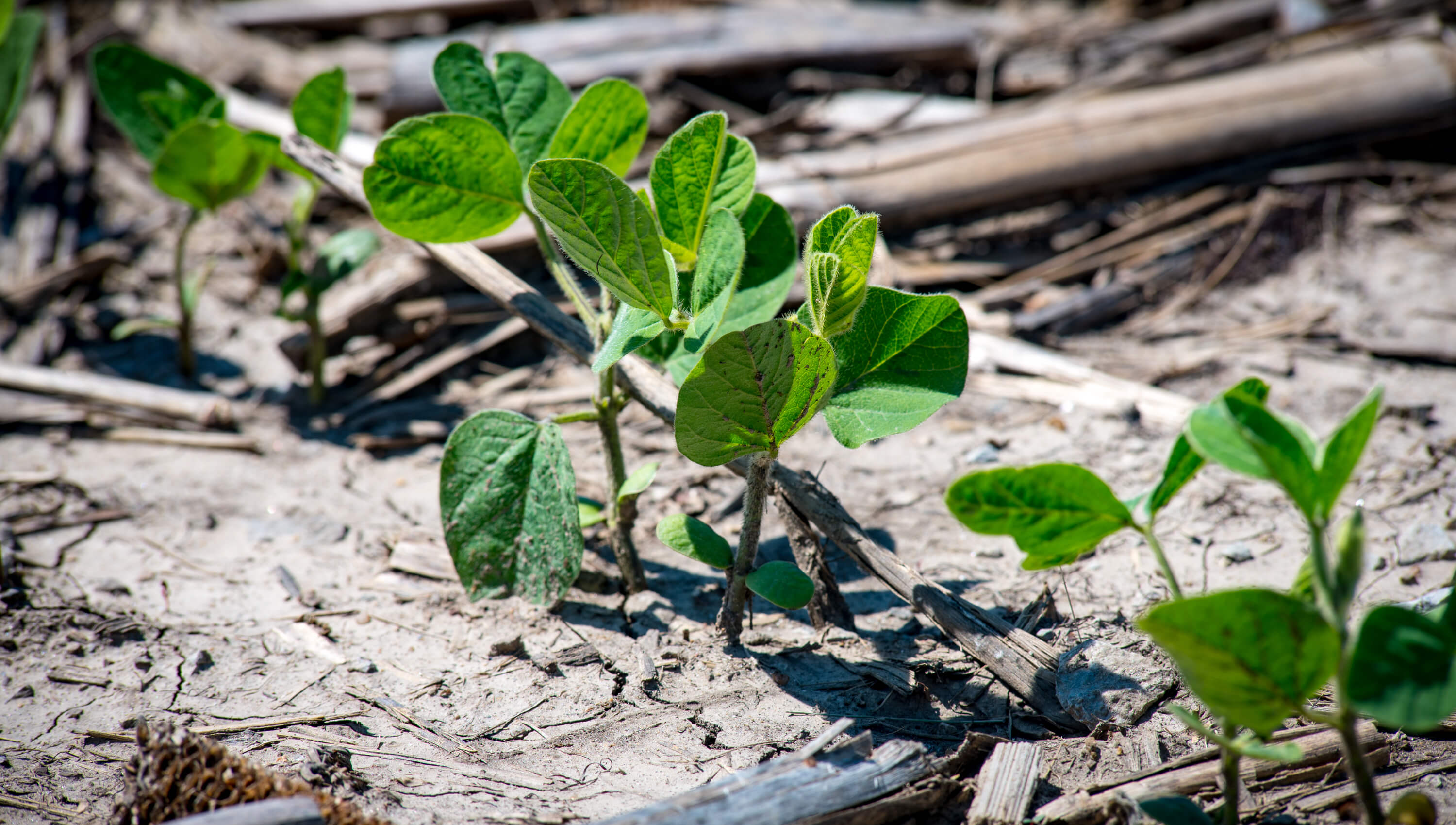 Newly emerging soybean plants with corn stalk on ground