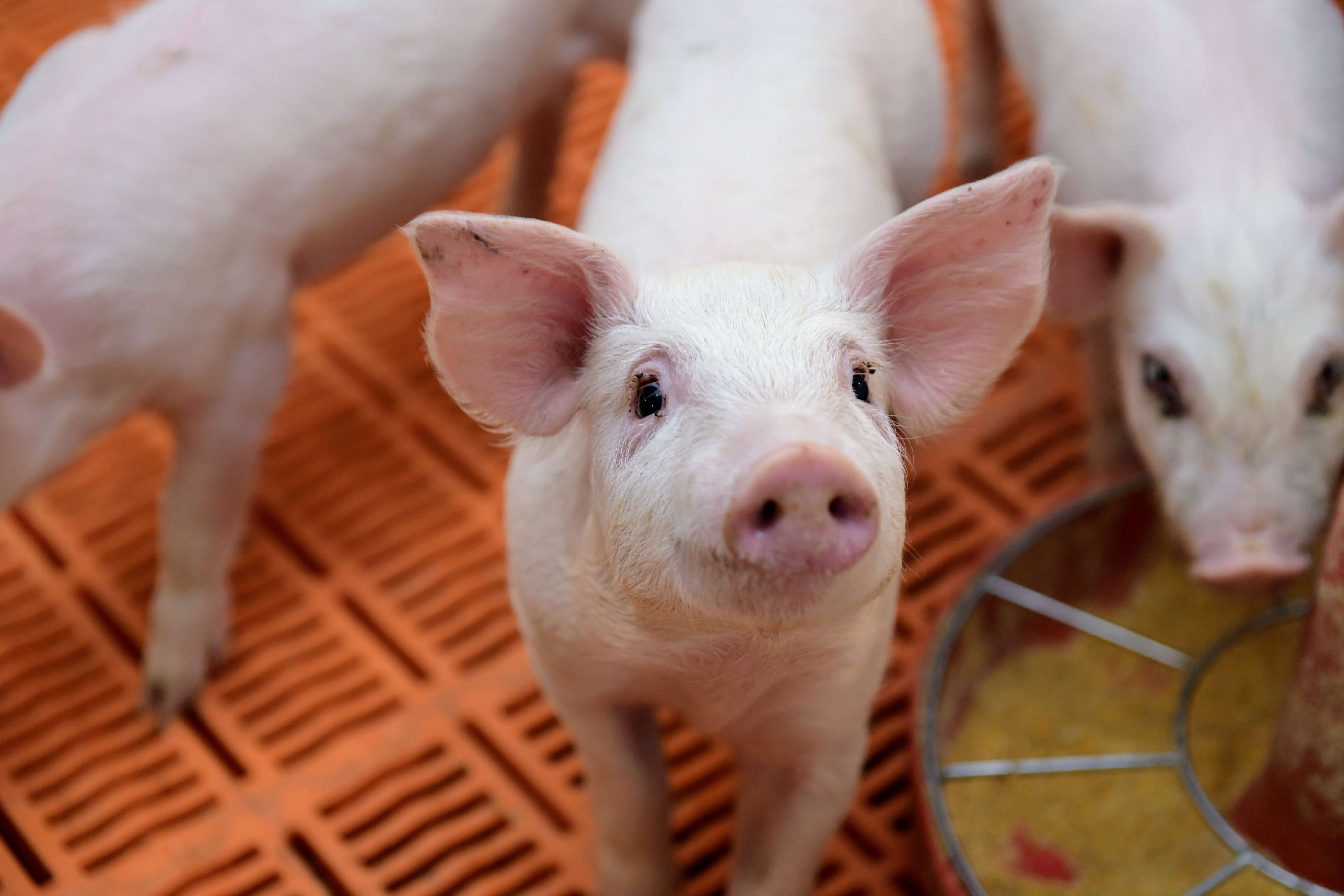 A piglet glances curiously up at the camera with two pi