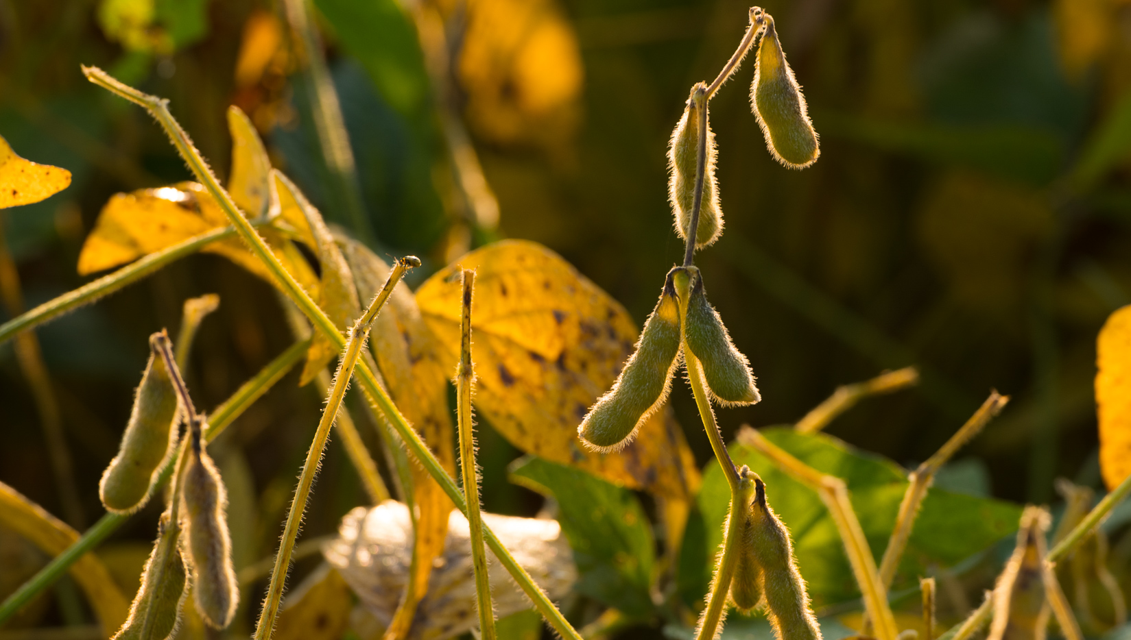 Soybean pods hang from their stems