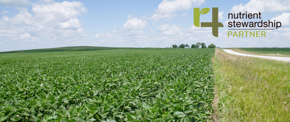 Close-up of soybeans in a field.