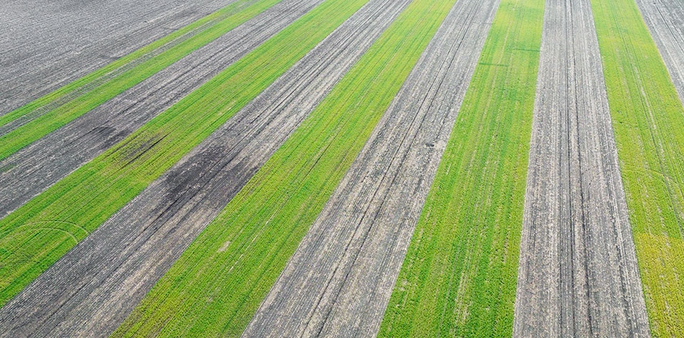 Cover Crop Strips