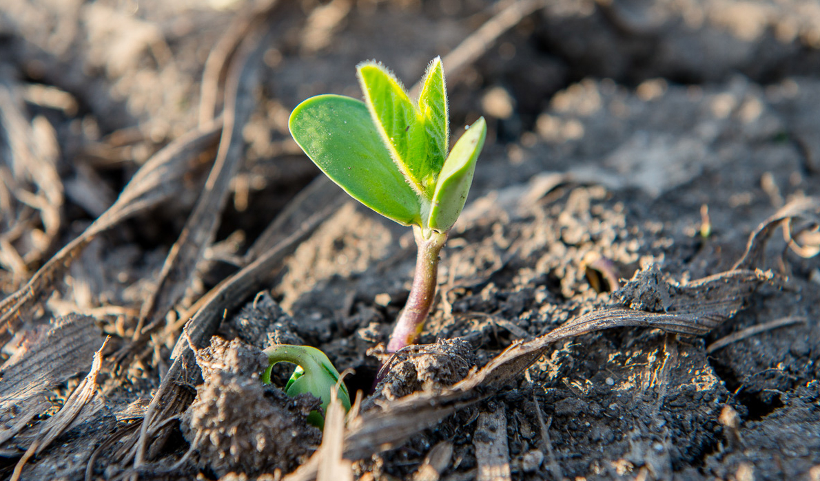 Seedling growing through the soil.