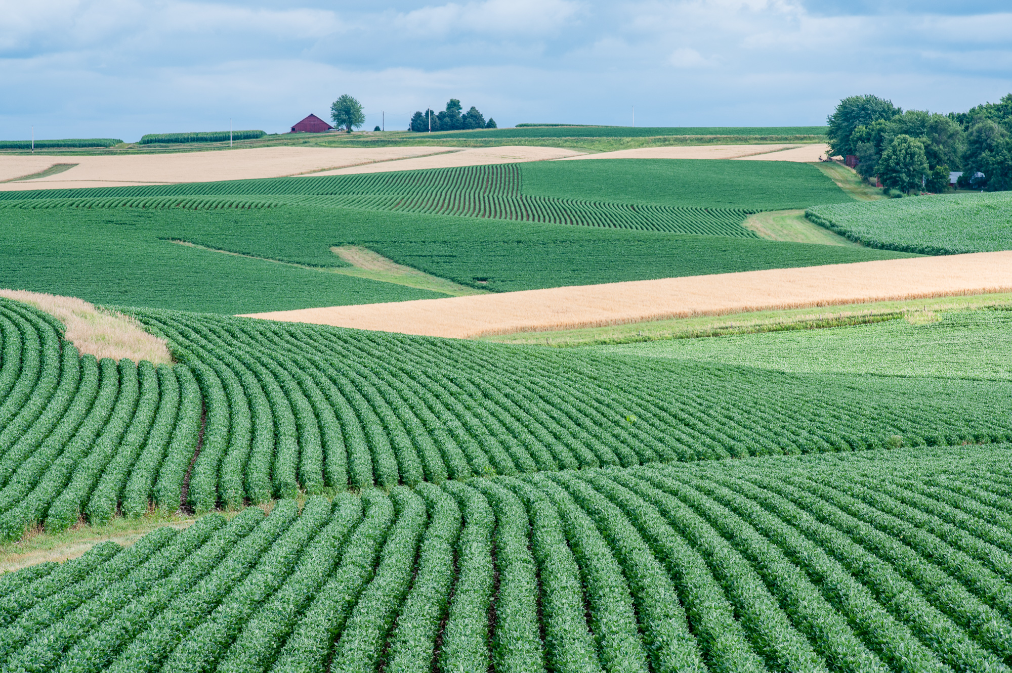 Rows of soybeans grow alongside conservation practices