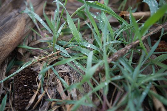 A cover crop emerges from a no-till corn field in the m