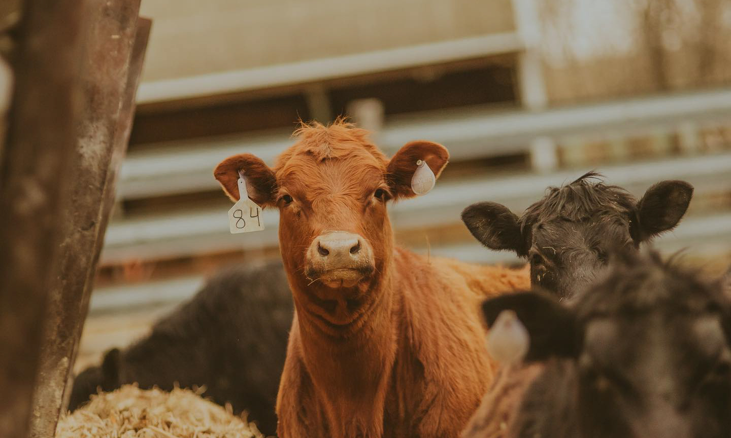 A red angus steer enjoys some feed on a summer day.