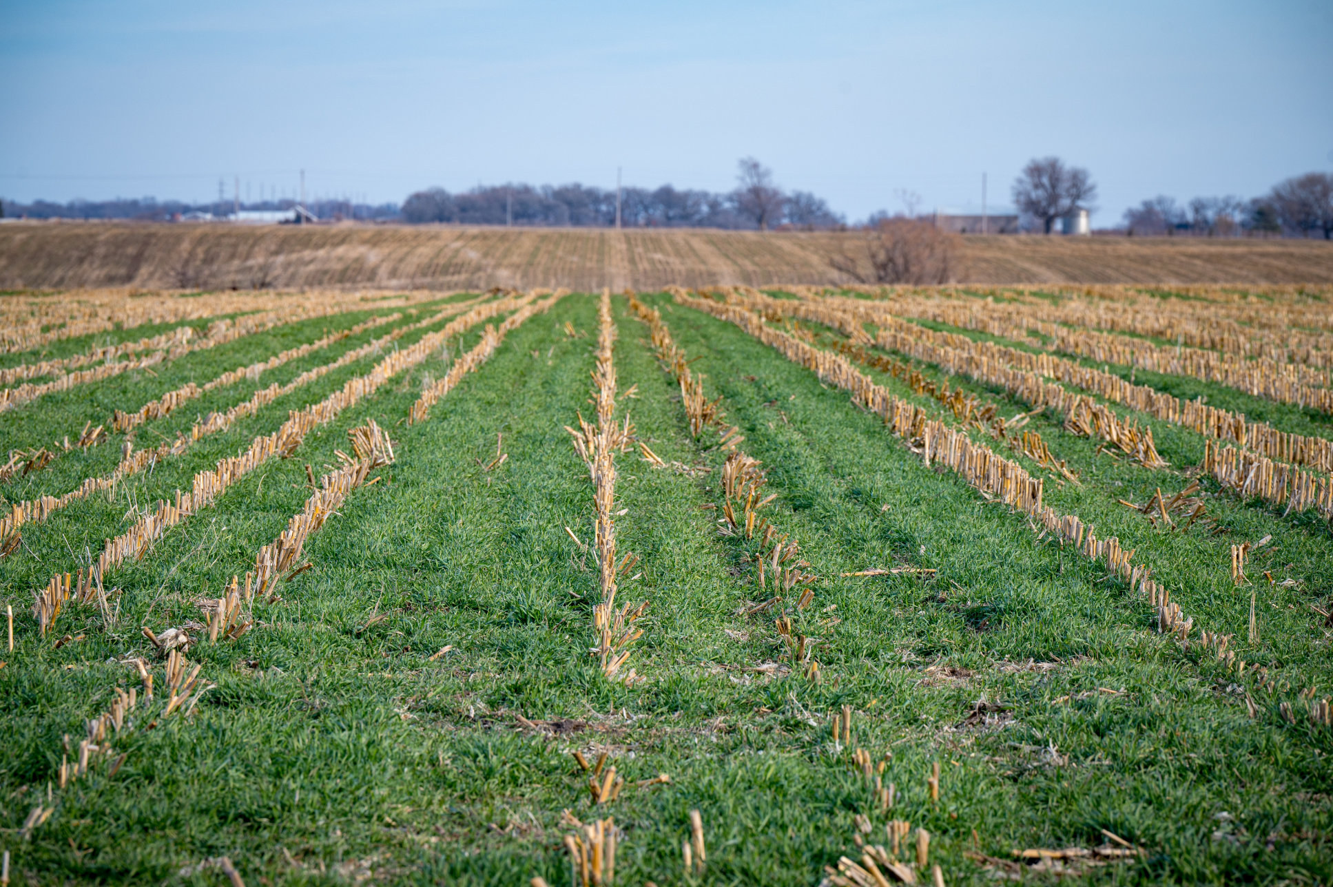Corn field with cover crops