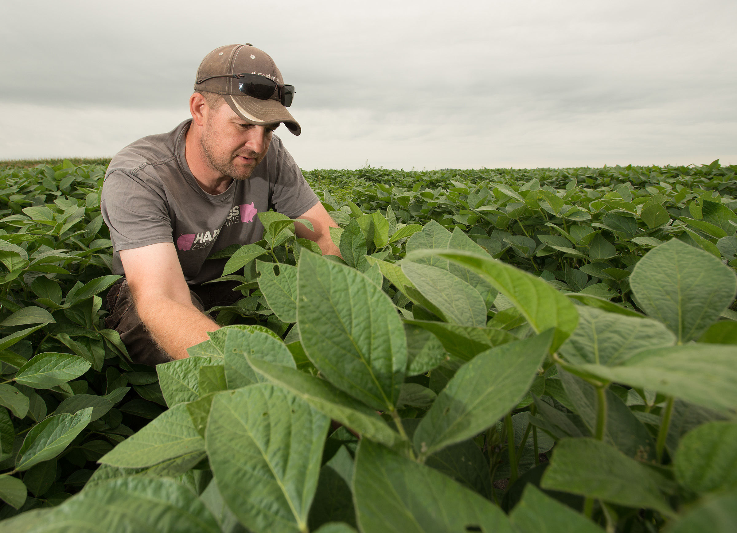 Brent Renner kneels in a late summer soybean field wear