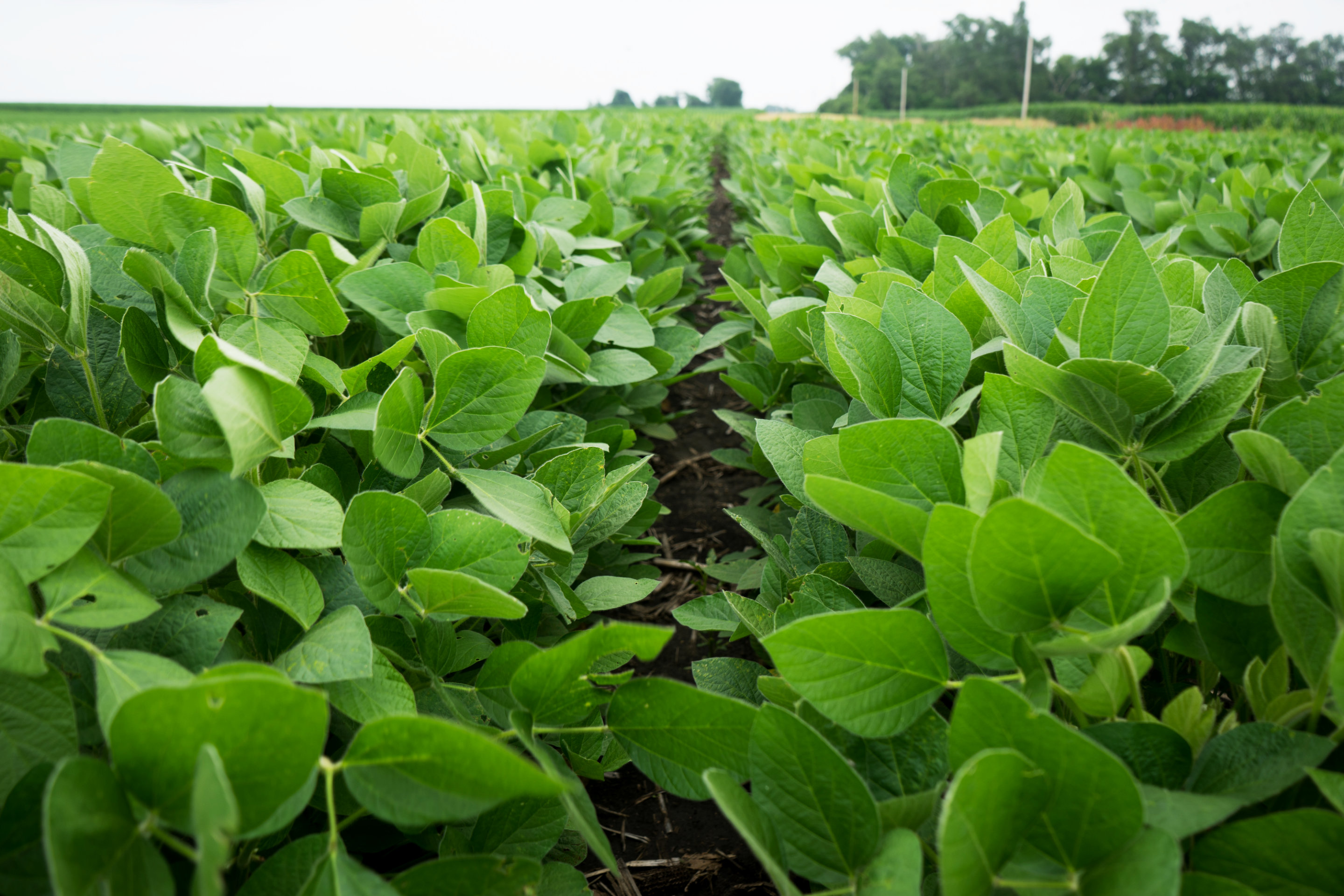 A field of young soybeans growing in rows