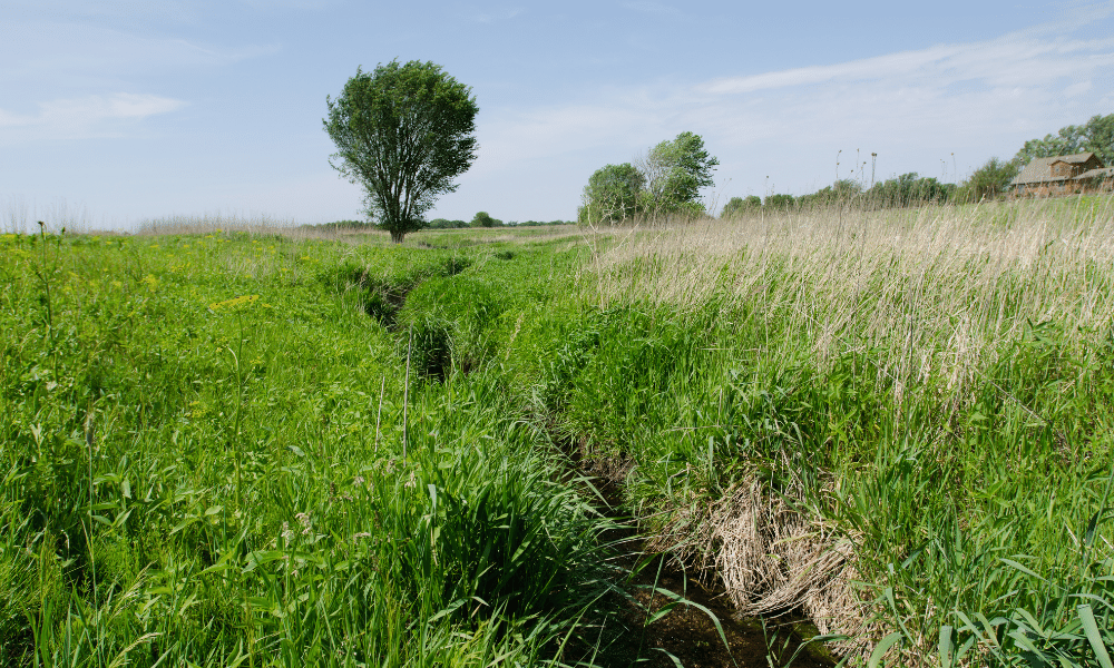 A stream flows protected between to fields.