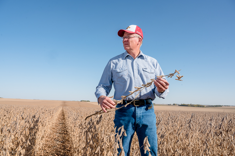 Tom Oswald holds a soybean plant in one of his sprawlin