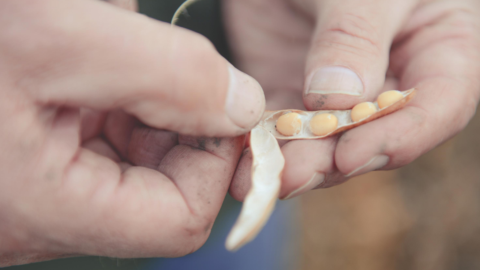 A farmer holds a soybean pod.