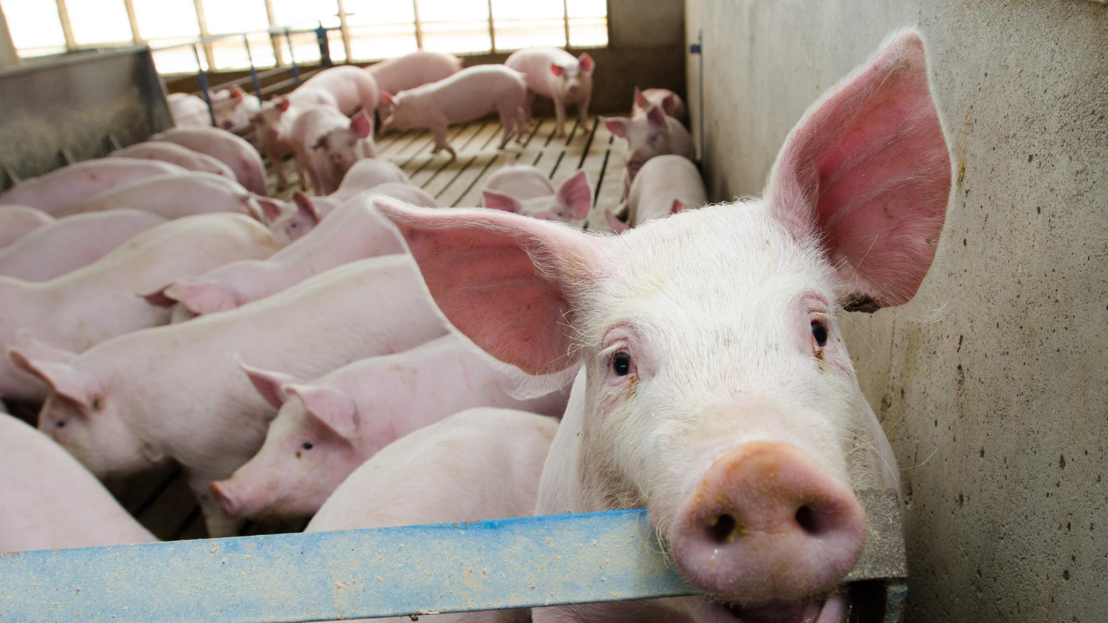 Swine in a barn.
