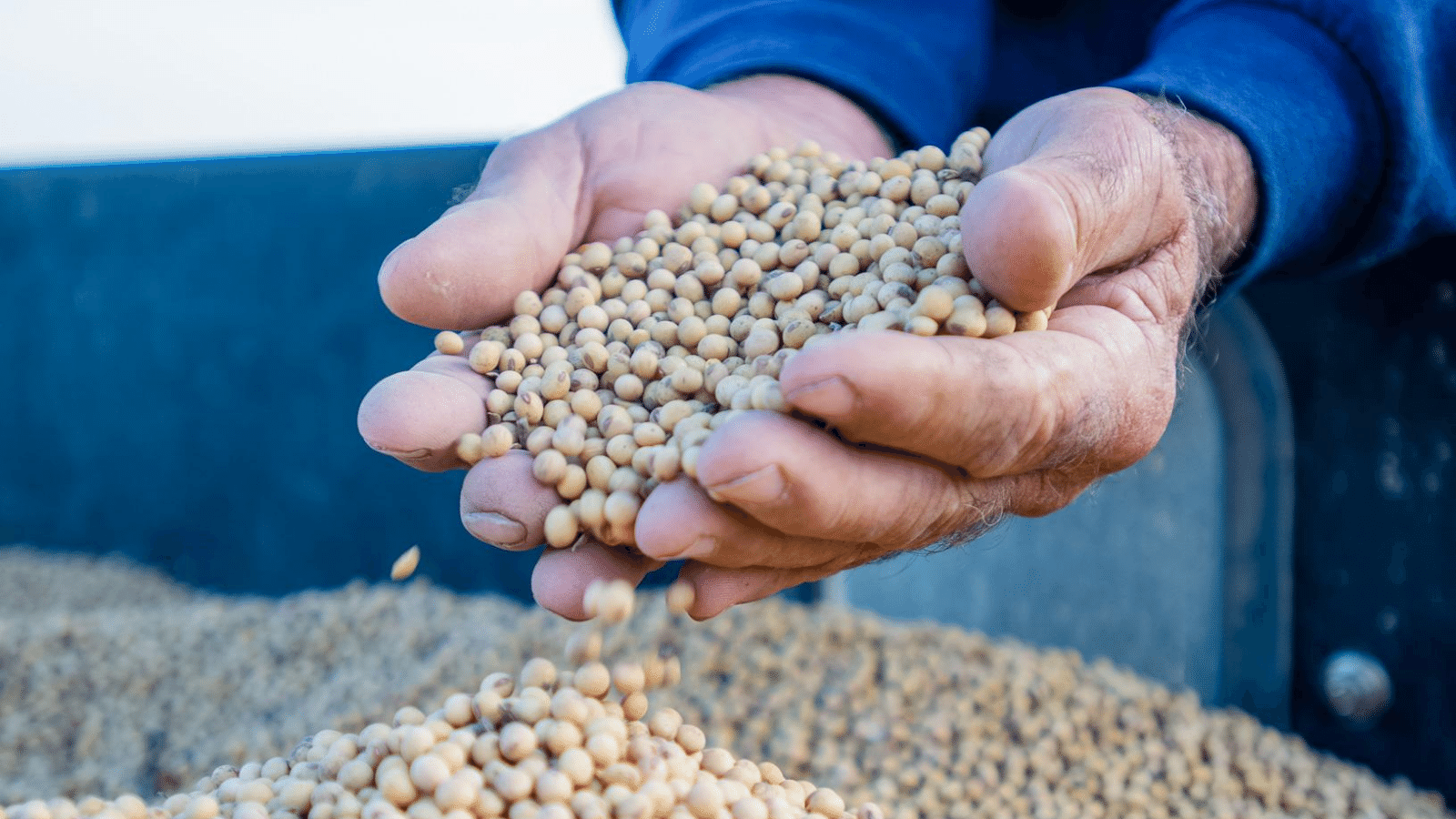 A farmer holds a handful of soybeans from a full grain 