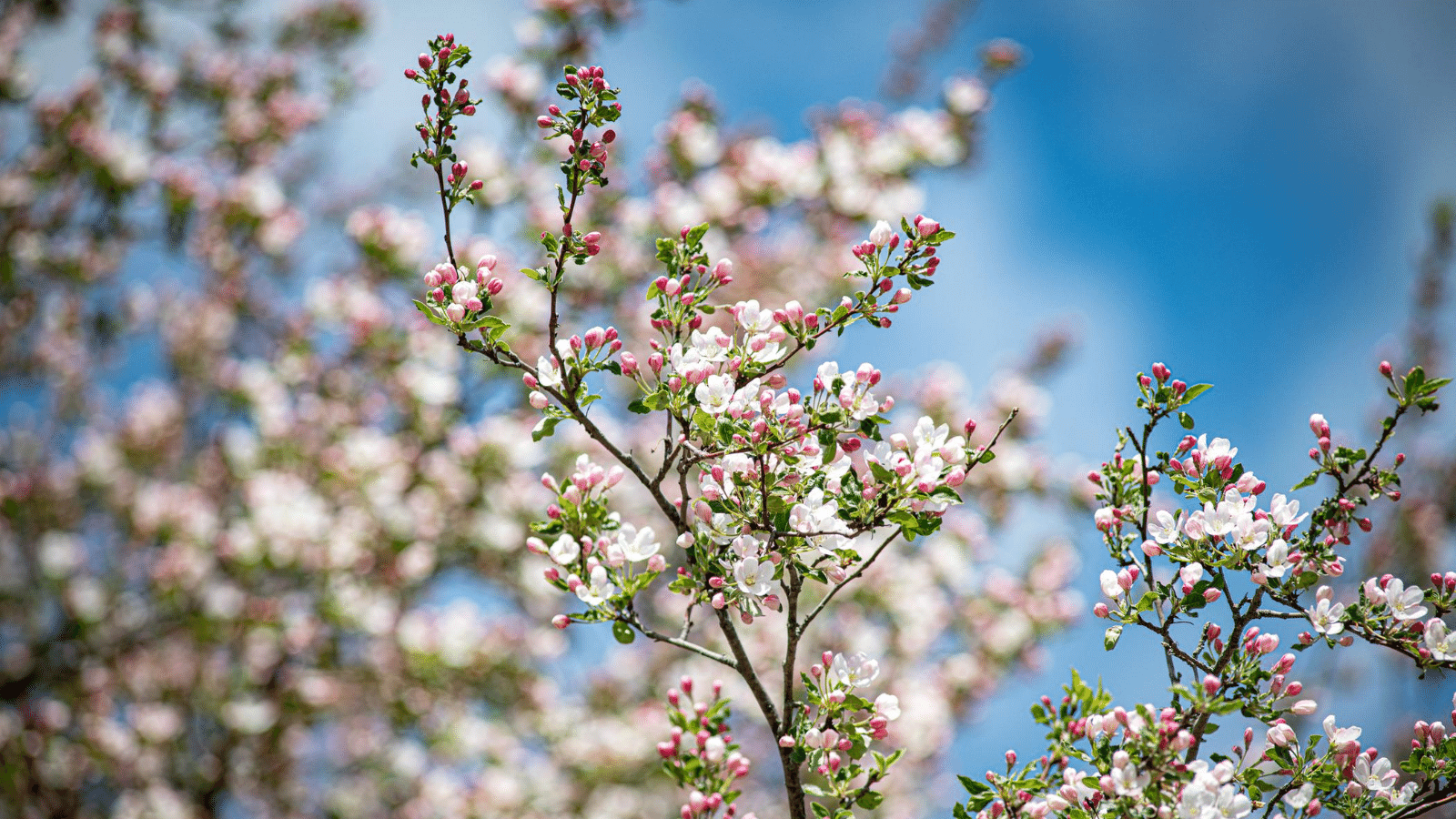 Flower buds blooming in spring.