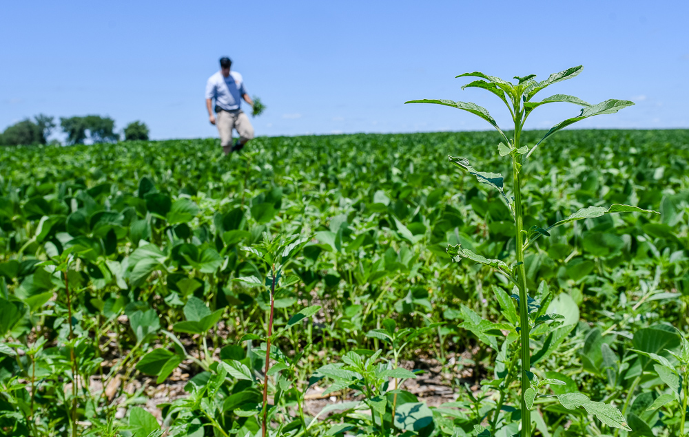 A farmer scouts a field that impacted by herbicide-resi