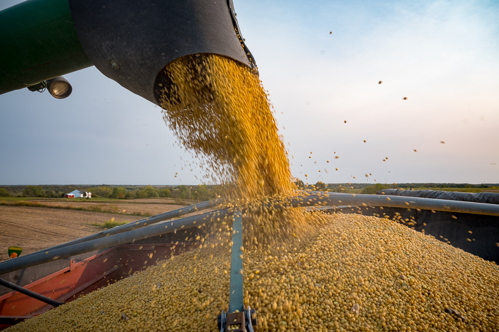 Soybeans flow from an auger into a semi during harvest 