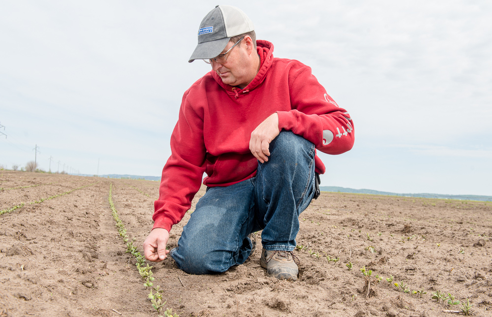 Jeff Jorgenson looks at recently emerged soybean plants
