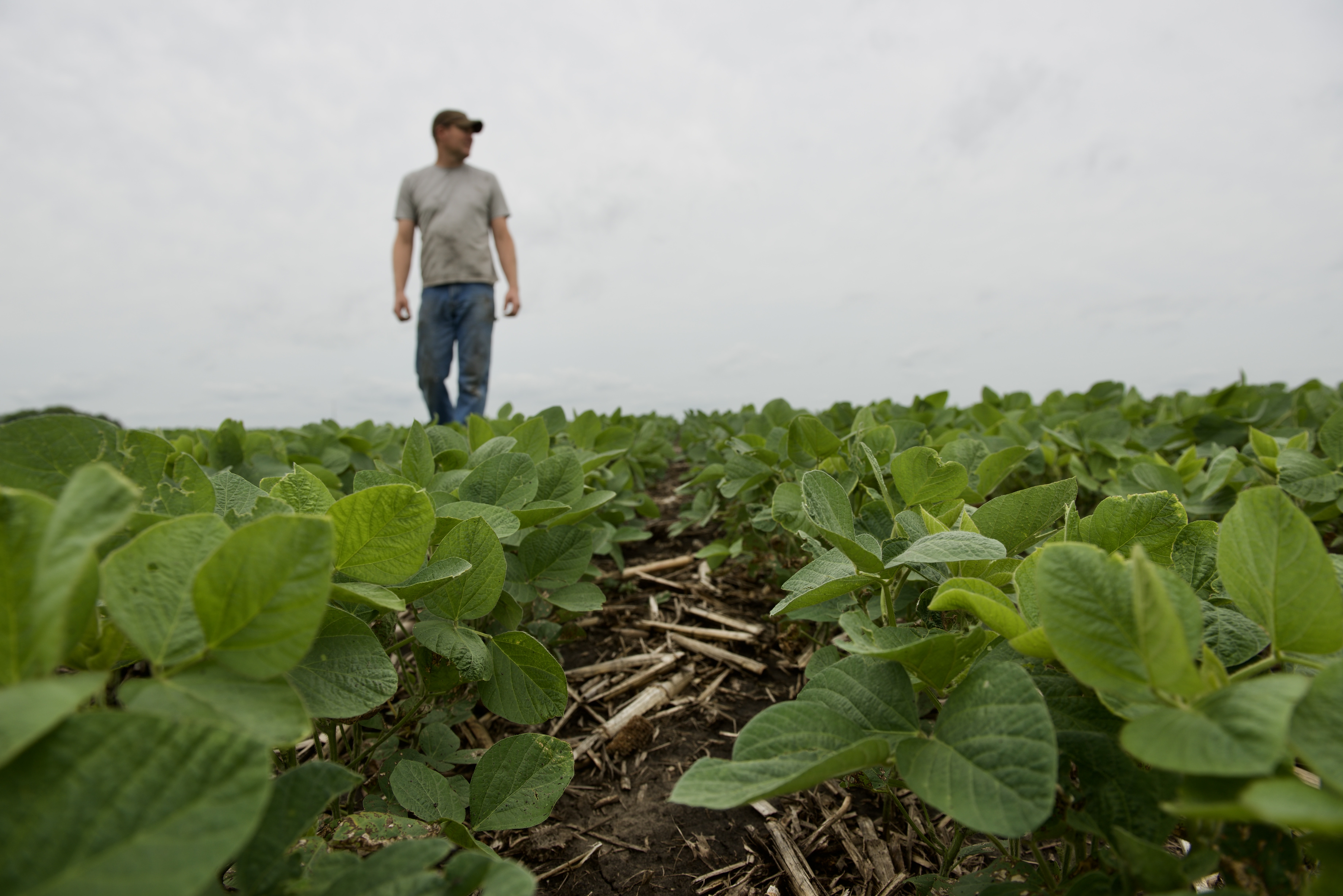 A farmer scouts a soybean field for weed and pest press