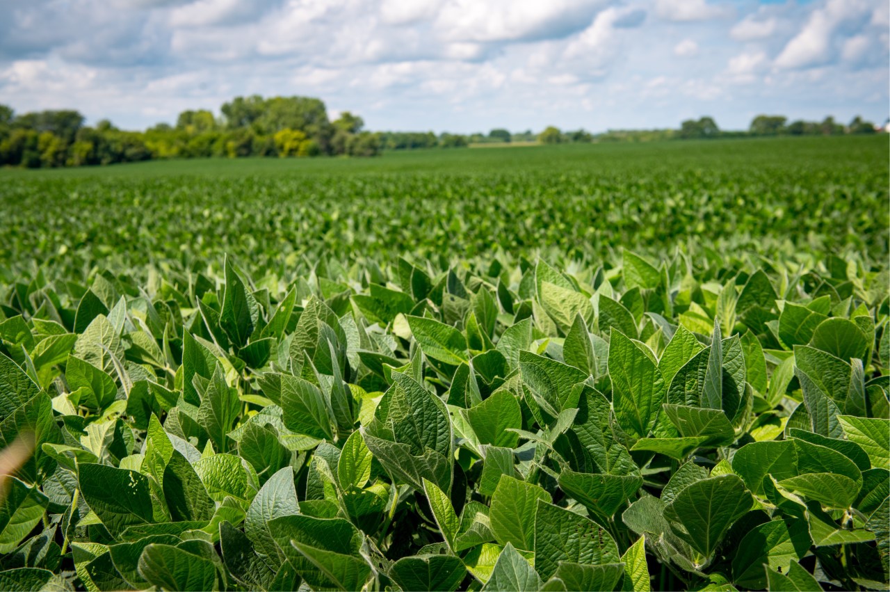 Soybean field.