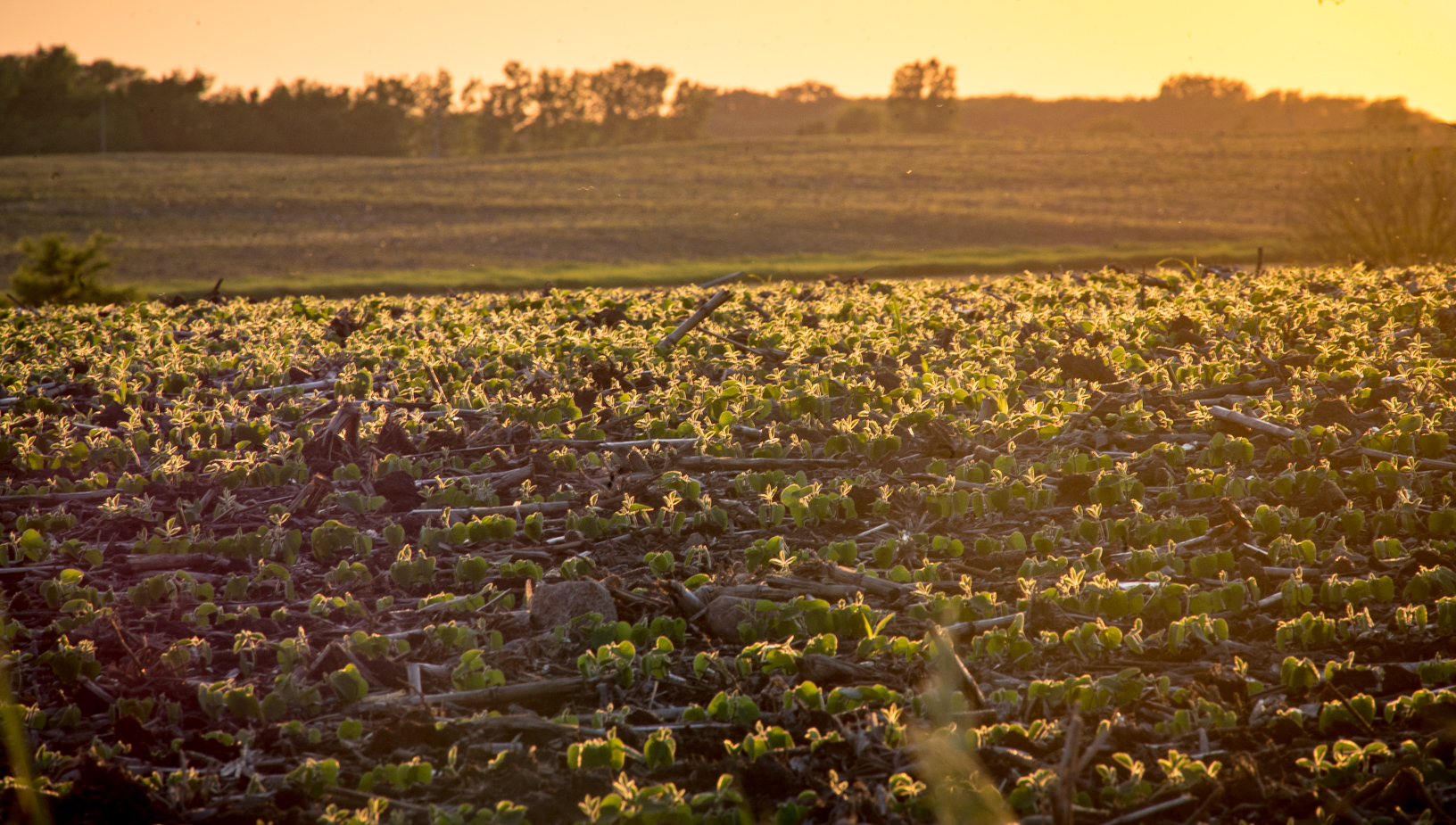 Soybean field growing.