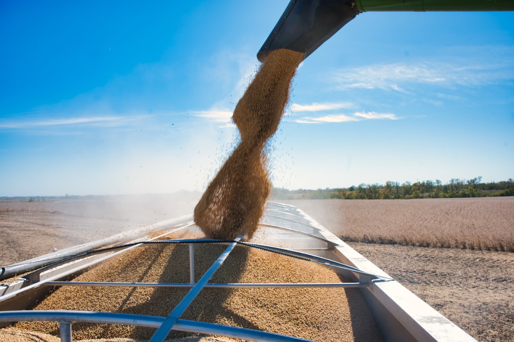Soybeans flow into a wagon during harvest
