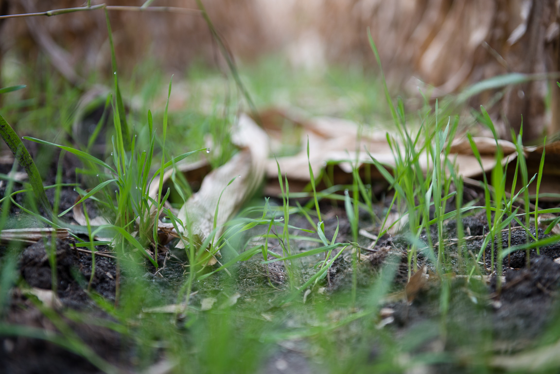 Closeup of cover crops