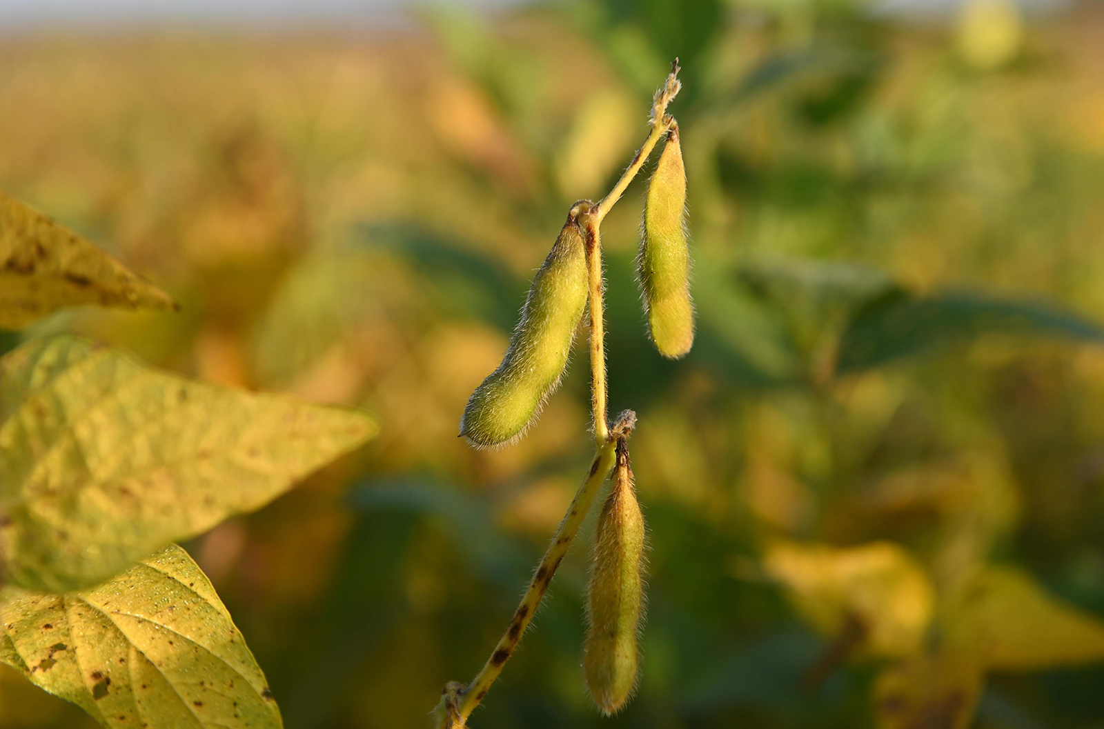 NCSRP represents more than 355,000 farmers across 13 st