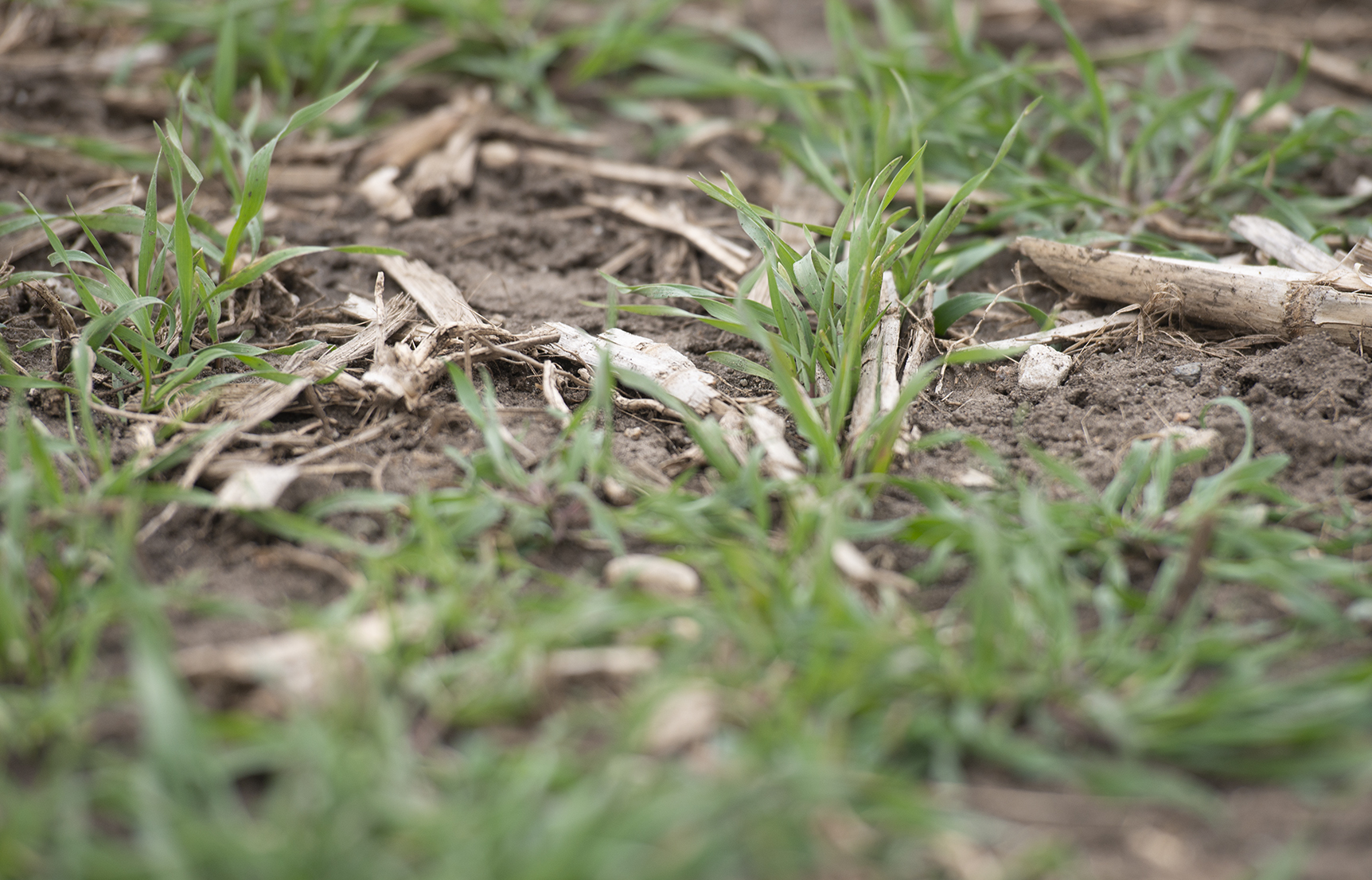 Cover crops peek through corn stuble