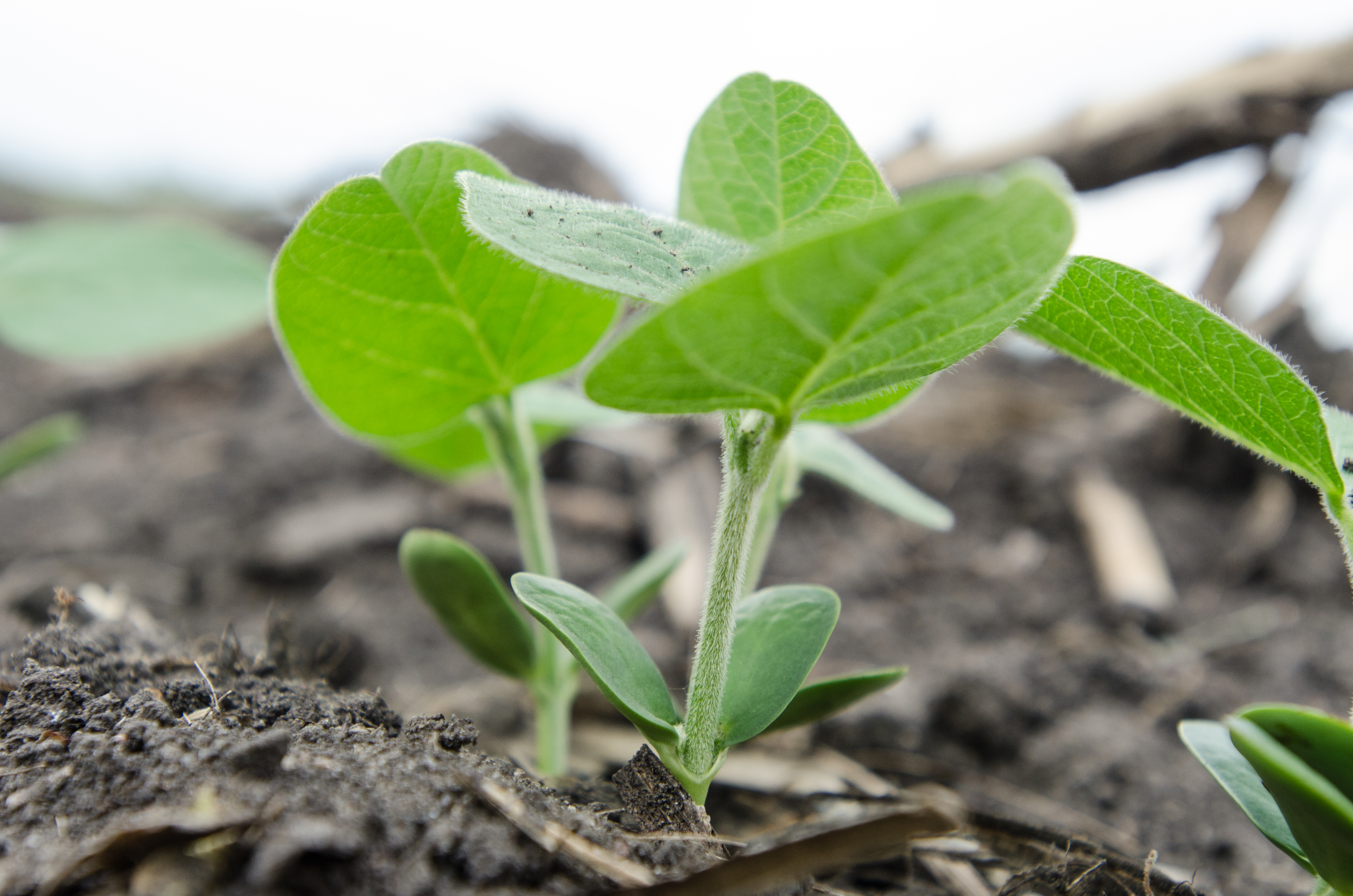 A emerged soybean plant